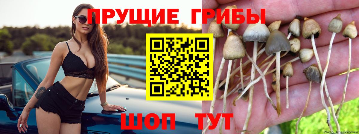 магазин    Вход с VPN  Семёнов  Псилоцибиновые грибы мицелий 